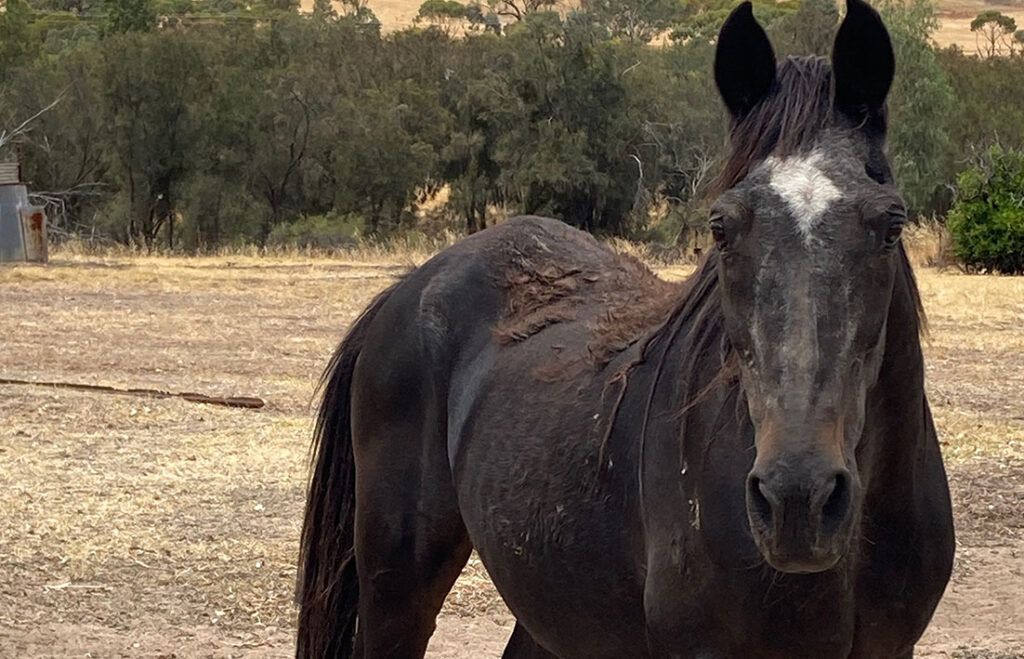 Mt Helena woman fined for horse cruelty Echo Newspaper