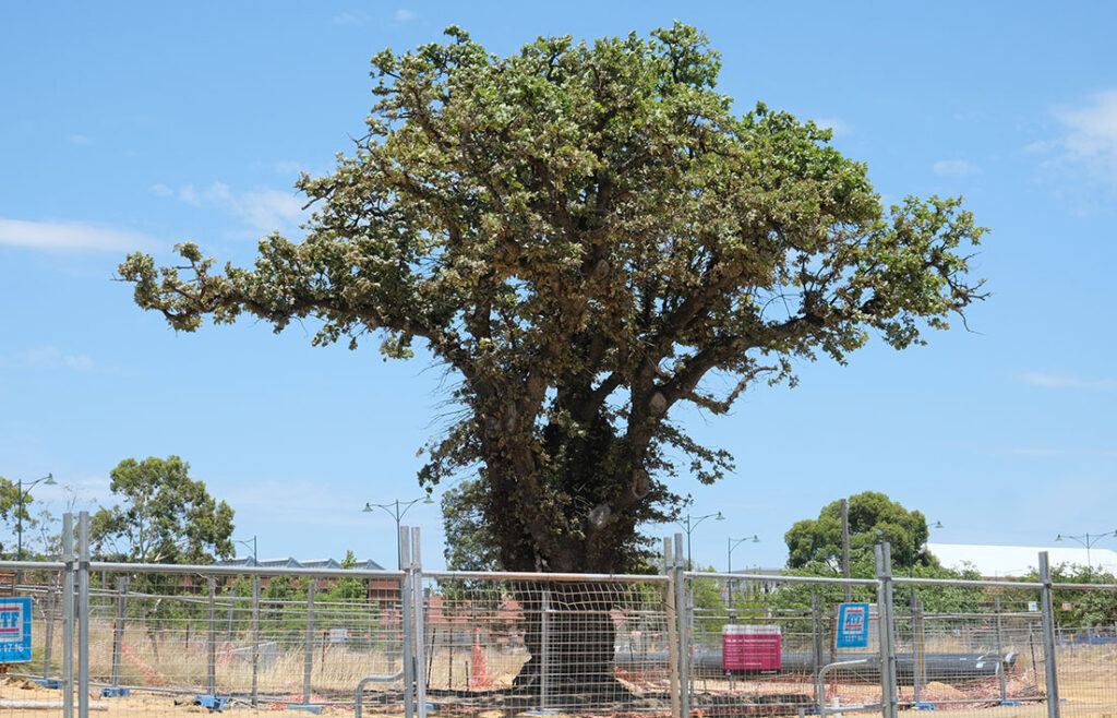 Midland’s historic oak tree to move - Echo Newspaper