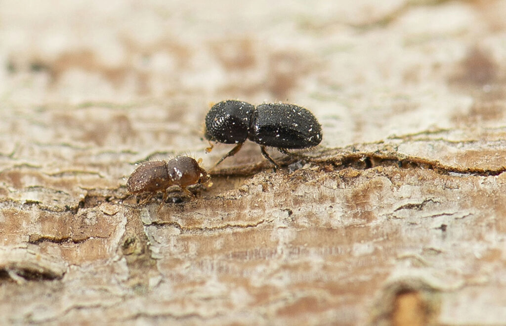 Invasive beetle found in the City of Swan - Echo Newspaper