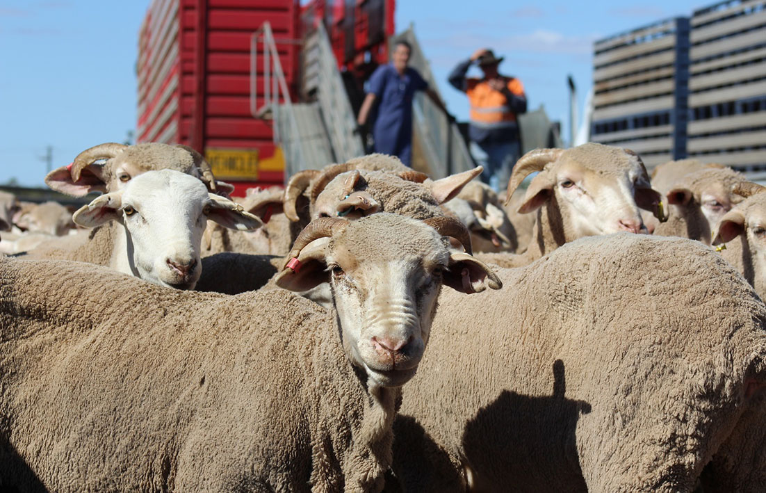 Libs Back Live Sheep Trade Echo Newspaper Libs Back Live Sheep Trade Echo Newspaper