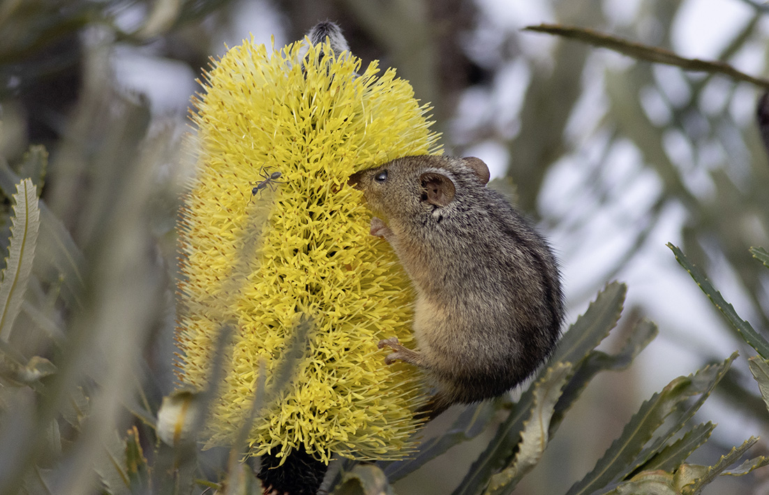The honey possum lives in Paruna Wildlife Sanctuary&rsquo;s diverse heathlands.